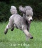 A photo of X. Twilight Princess, a silver standard poodle