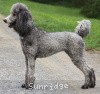 A photo of X. Twilight Princess, a silver standard poodle