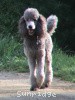 A photo of X. Twilight Princess, a silver standard poodle