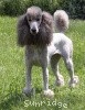 A photo of X. Twilight Princess, a silver standard poodle