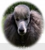 A photo of X. Twilight Princess, a silver standard poodle