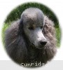 A photo of X. Twilight Princess, a silver standard poodle