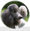 A photo of X. Twilight Princess, a silver standard poodle