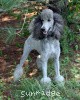 A photo of X. Twilight Princess, a silver standard poodle