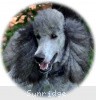 A photo of X. Twilight Princess, a silver standard poodle