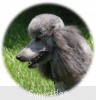 A photo of X. Twilight Princess, a silver standard poodle