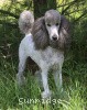 A photo of X. Twilight Princess, a silver standard poodle