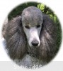 A photo of X. Twilight Princess, a silver standard poodle