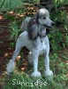 A photo of X. Twilight Princess, a silver standard poodle