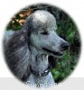 A photo of X. Twilight Princess, a silver standard poodle