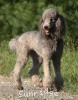 A photo of X. Twilight Princess, a silver standard poodle