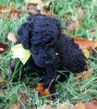 A photo of Sunridge Unforgettably Elegant Princess, a blue standard poodle