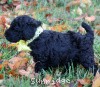 A photo of Sunridge Unforgettably Elegant Princess, a blue standard poodle