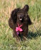 A photo of Sunridge Untouchably Exquisite, a blue standard poodle