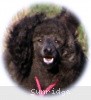 A photo of Sunridge Untouchably Exquisite, a blue standard poodle