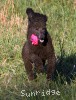 A photo of Sunridge Untouchably Exquisite, a blue standard poodle