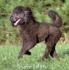 A photo of Sunridge Untouchably Exquisite, a blue standard poodle