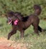 A photo of Sunridge Untouchably Exquisite, a blue standard poodle