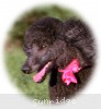 A photo of Sunridge Untouchably Exquisite, a blue standard poodle