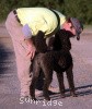 A photo of Sunridge Untouchably Exquisite, a blue standard poodle