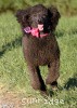 A photo of Sunridge Untouchably Exquisite, a blue standard poodle