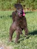 A photo of Sunridge Untouchably Exquisite, a blue standard poodle