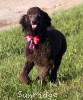 A photo of Sunridge Untouchably Exquisite, a blue standard poodle