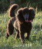 A photo of Sunridge Untouchably Exquisite, a blue standard poodle