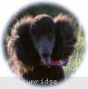 A photo of Sunridge Untouchably Exquisite, a blue standard poodle