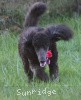 A photo of Sunridge Untouchably Exquisite, a blue standard poodle