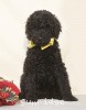 A photo of Sunridge Unforgettably Elegant Princess, a blue standard poodle