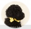 A photo of Sunridge Unforgettably Elegant Princess, a blue standard poodle