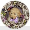 A photo of Sunridge Unforgettable Crystal Dreamz, a cream standard poodle