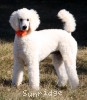 A photo of Masdo's Victor, a white standard poodle