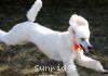 A photo of Masdo's Victor, a white standard poodle