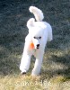 A photo of Masdo's Victor, a white standard poodle