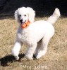 A photo of Masdo's Victor, a white standard poodle
