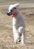 A photo of Masdo's Victor, a white standard poodle