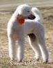 A photo of Masdo's Victor, a white standard poodle
