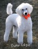 A photo of Masdo's Victor, a white standard poodle