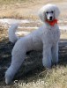 A photo of Masdo's Victor, a white standard poodle