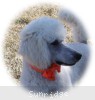 A photo of Masdo's Victor, a white standard poodle