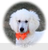 A photo of Masdo's Victor, a white standard poodle