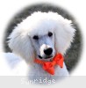 A photo of Masdo's Victor, a white standard poodle