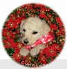 A photo of Sunridge Princess in the Moonlight, a white standard poodle