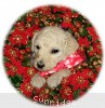 A photo of Sunridge Princess in the Moonlight, a white standard poodle