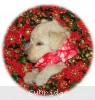 A photo of Sunridge Princess in the Moonlight, a white standard poodle