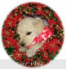 A photo of Sunridge Princess in the Moonlight, a white standard poodle