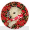 A photo of Sunridge Princess in the Moonlight, a white standard poodle