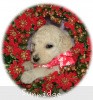 A photo of Sunridge Princess in the Moonlight, a white standard poodle